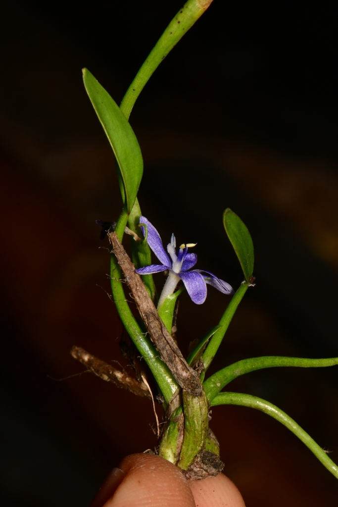Leptanthus