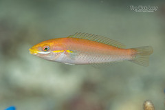 Cutribbon Wrasse photo 4