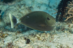 Spotted Unicornfish photo 3