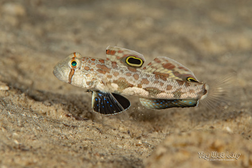 Crab-eye goby (Signigobius biocellatus) — Gobiidae