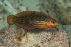 Biocellate Wrasse photo 5