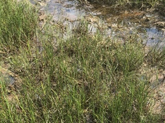 Equisetum variegatum
