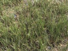 Equisetum variegatum