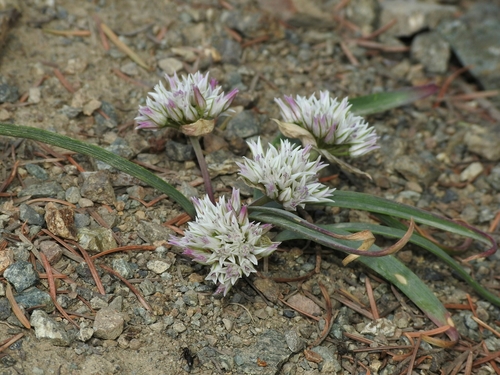 Allium tolmiei var. tolmiei