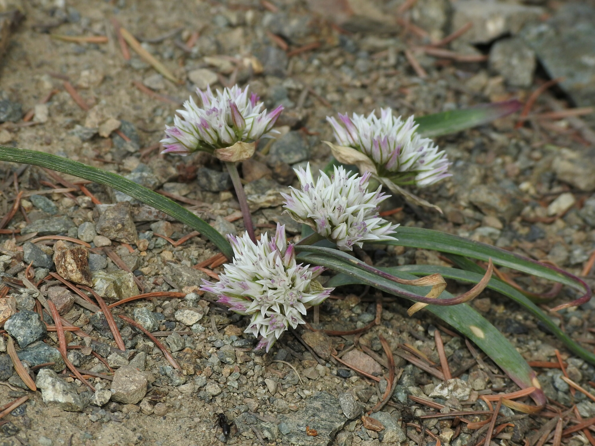 Allium tolmiei var. tolmiei