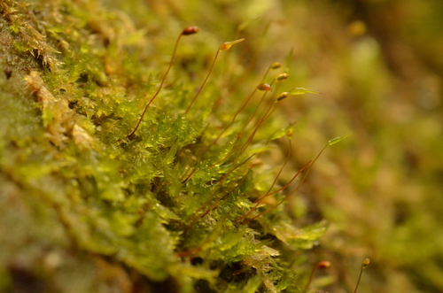 Sematophyllum demissum observed 2024-12-26