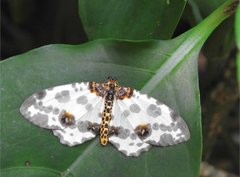 Abraxas amicula-illuminata