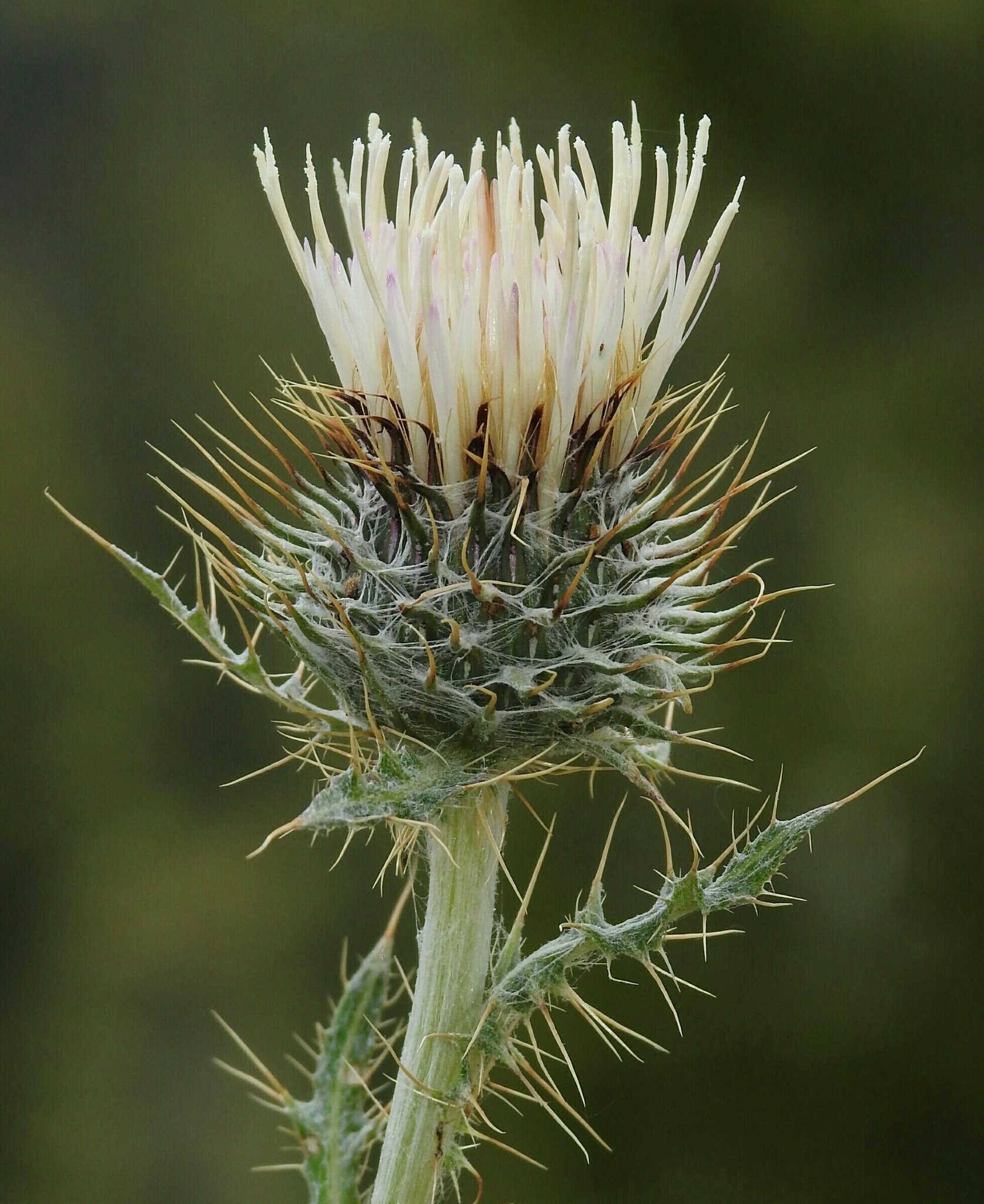 Cirsium inamoenum var. inamoenum