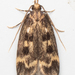 Square-spotted Martyringa Moth - Photo (c) chipperatl, some rights reserved (CC BY-NC), uploaded by chipperatl