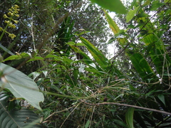Arthrostylidium