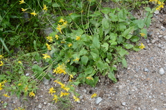 Arnica gracilis