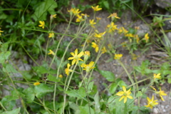Arnica gracilis
