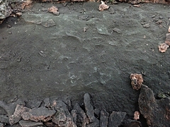 Cryptostroma corticale