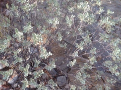 Senna artemisioides helmsii