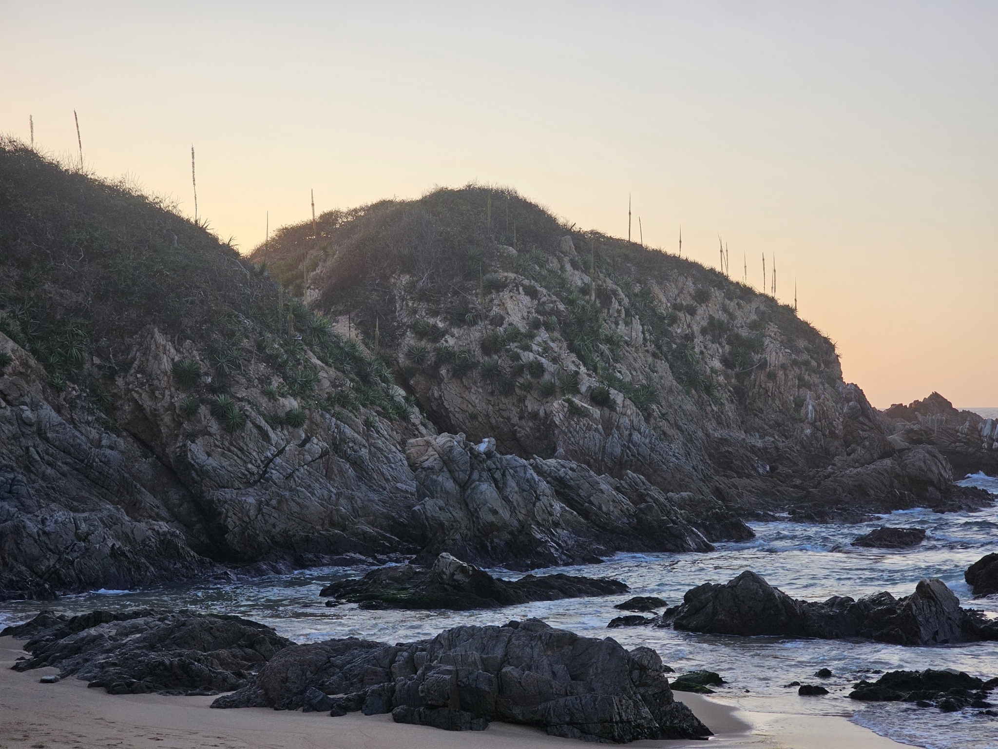 Agave complicata Trel. ex Ochot. 4