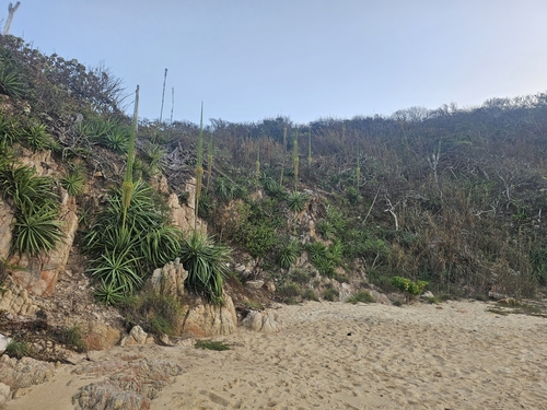 Agave ortgiesiana
