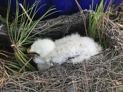 Ictinia mississippiensis