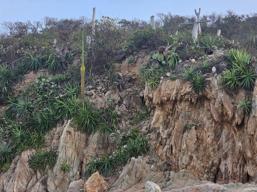 Agave ortgiesiana