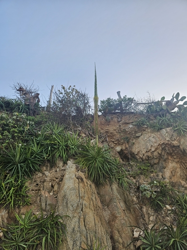 Agave ortgiesiana