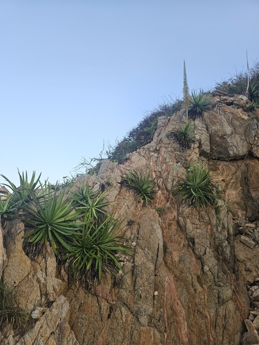Agave ortgiesiana