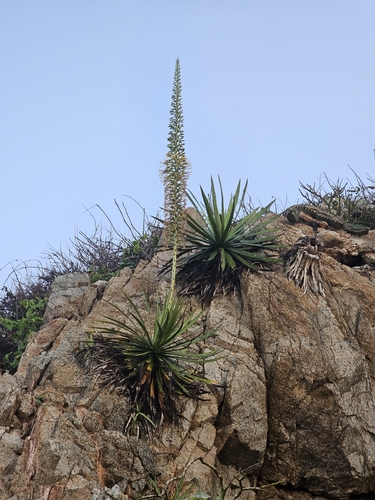 Agave ortgiesiana