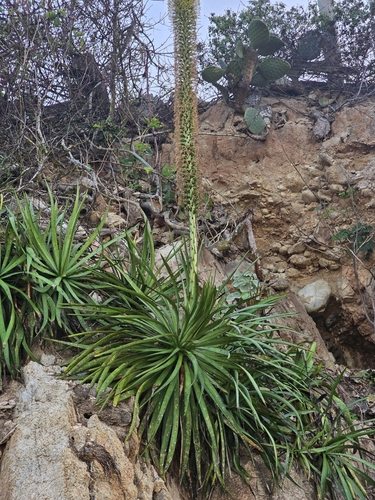 Agave ortgiesiana