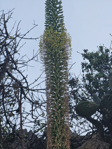 Agave ortgiesiana