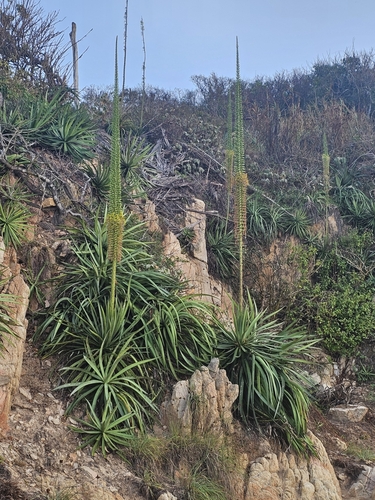 Agave ortgiesiana