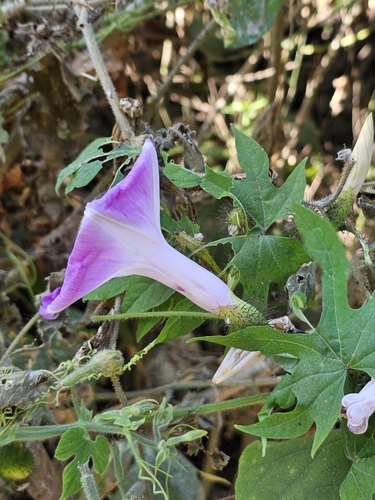 Image of Ipomoea setosa by (c) Erick Vélez Sánchez, some rights reserved (CC BY)