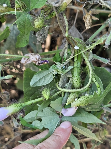 Image of Ipomoea setosa by (c) Erick Vélez Sánchez, some rights reserved (CC BY)