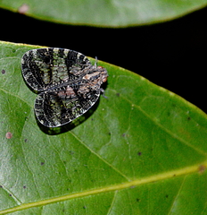 Nogodinidae