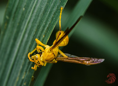 Polistes wattii