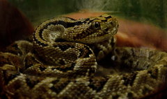 Crotalus tzabcan