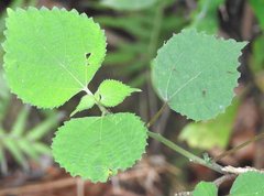Boehmeria nivea