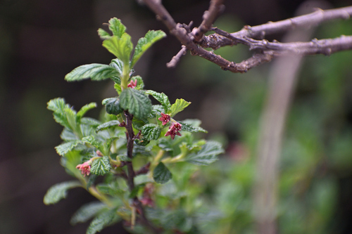 Ribes ovalifolium