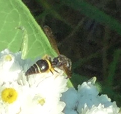 Ancistrocerus unifasciatus