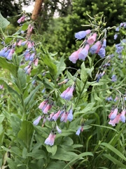 Mertensia oblongifolia