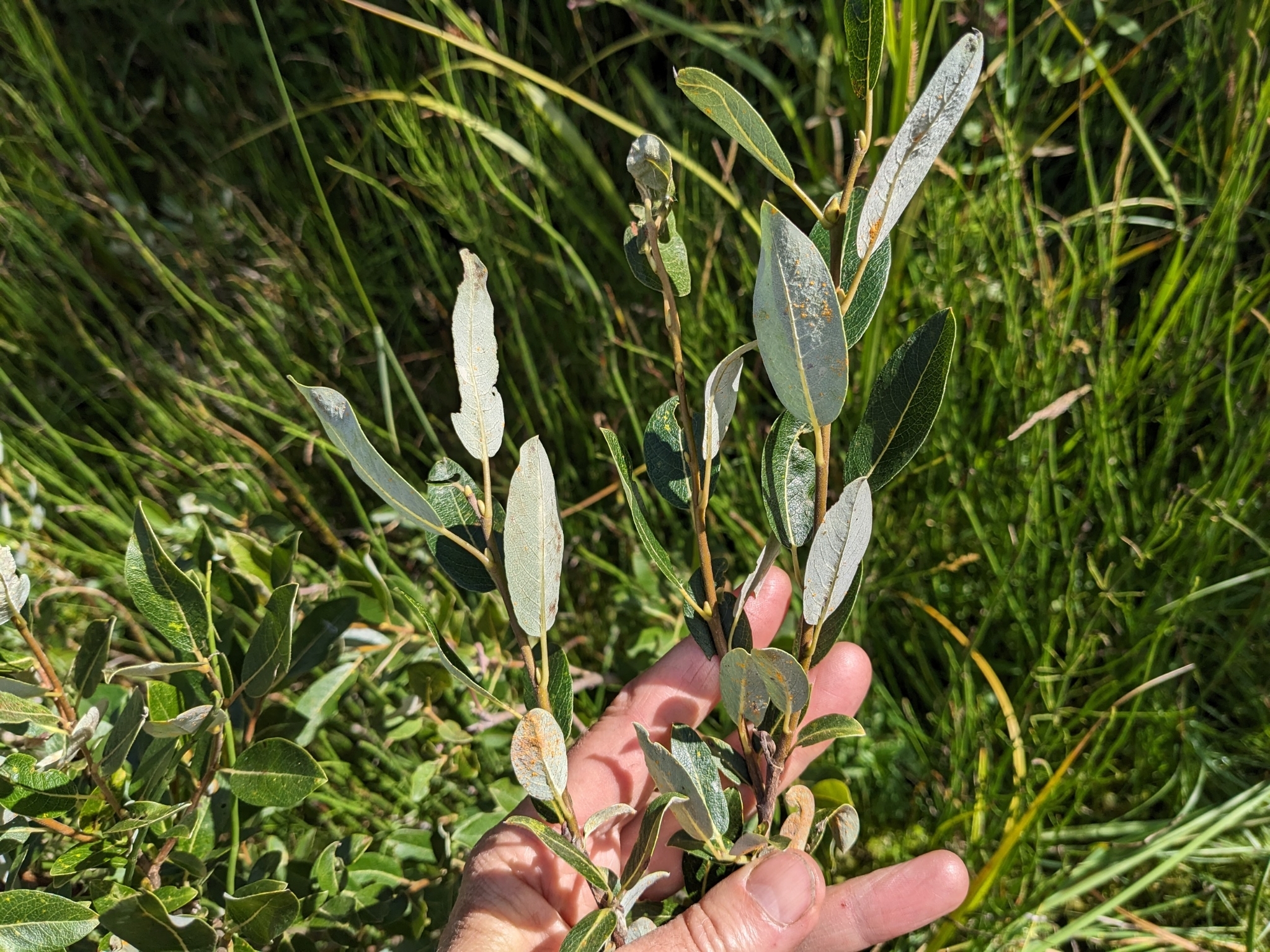 Salix athabascensis