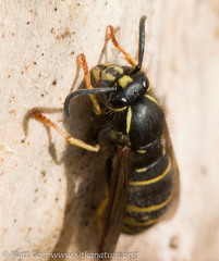 Vespula acadica