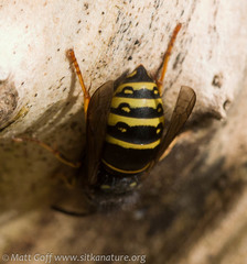 Vespula acadica