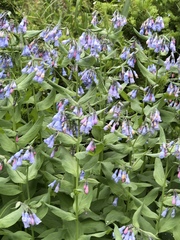 Mertensia oblongifolia