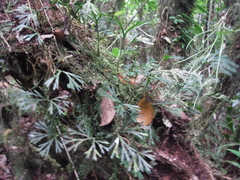 Elaphoglossum peltatum