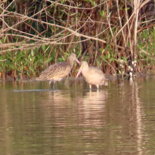 Marbled Godwit (Limosa fedoa)