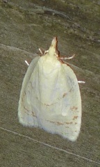 Cenopis pettitana