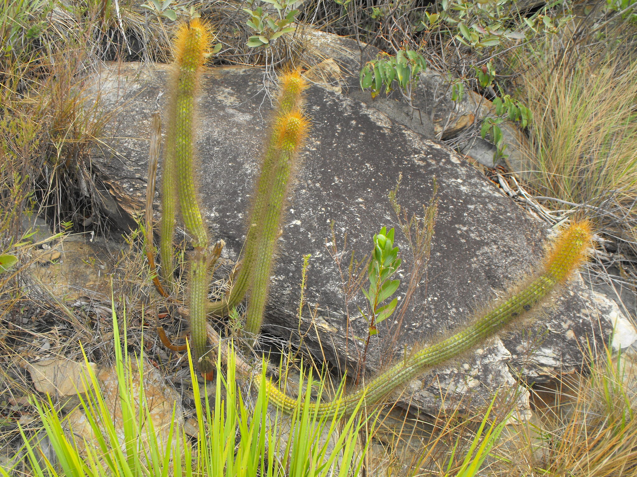 Arthrocereus odorus