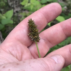 Carex muehlenbergii