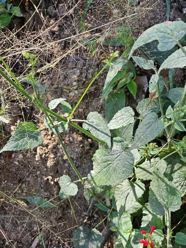 Image of Stachys coccinea by (c) Erick Vélez Sánchez, some rights reserved (CC BY)