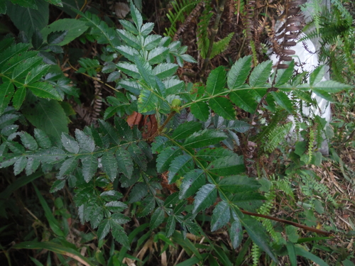 Weinmannia pinnata - Whole tree