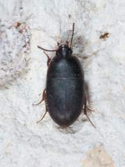 Gondwanocrypticus platensis