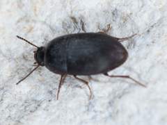 Gondwanocrypticus platensis